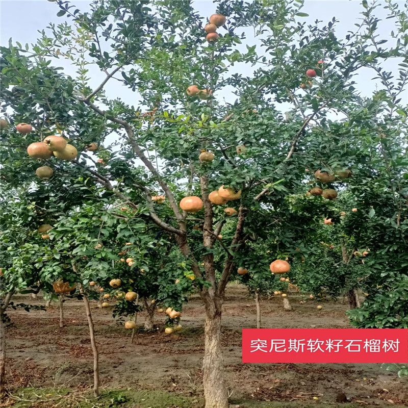 北京石榴树栽植时的关键要领有哪些