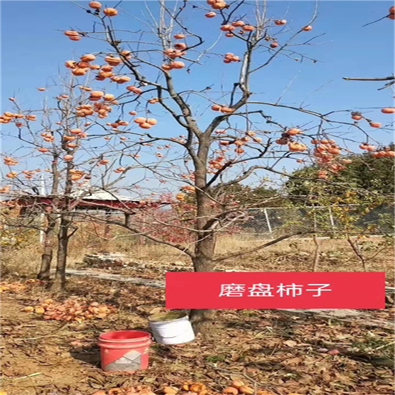 北京果树基地日常管理之道