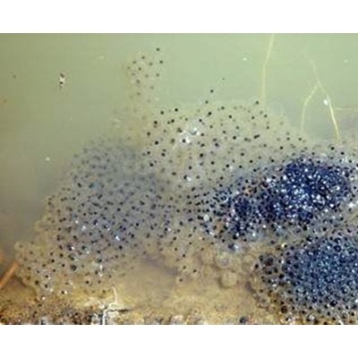 山东林蛙卵的孵化之旅