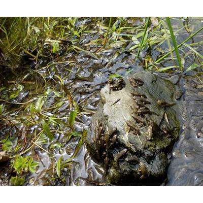 山东林蛙苗的孕育之旅——从卵到蝌蚪