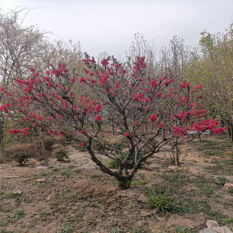 北京果树基地，绿色生活的源泉与保障