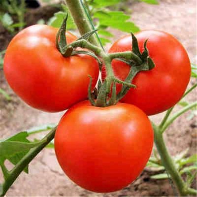 早春西红柿苗品种大比拼，哪款更适合你的菜园？