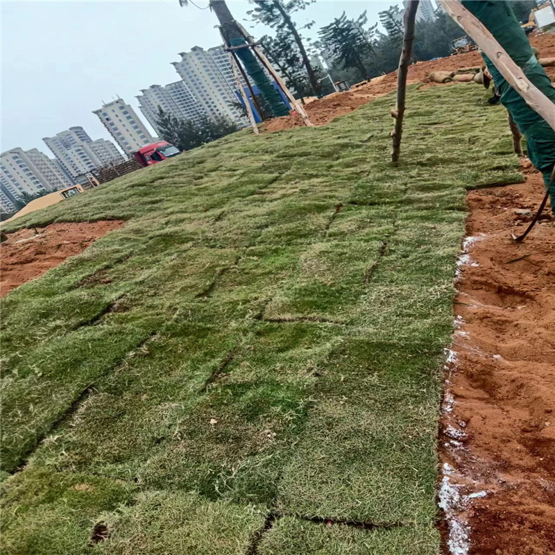 海南草坪种植步骤详解，打造美丽绿色空间