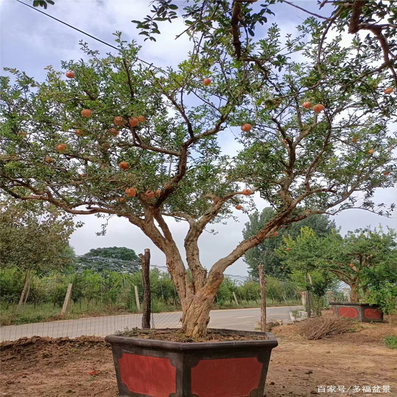 了解这些知识，让您更好地种植北京石榴树苗