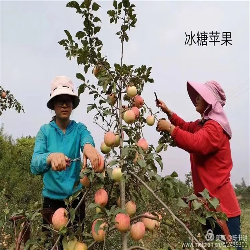 北京苹果苗的生长环境需求解析