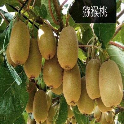 北京猕猴桃苗的生长环境秘籍