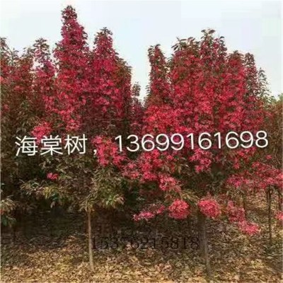 北京海棠树养护的技术要点