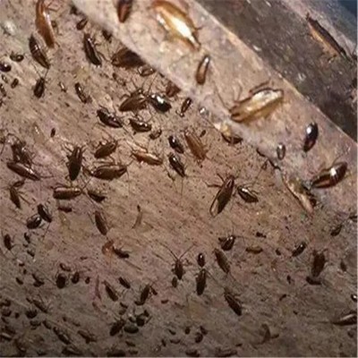 常州杀灭白蚁的几个有用的方法
