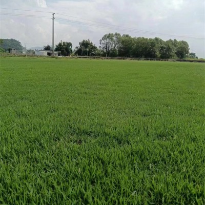 广东兰引三号草坪如何提高草皮生长速