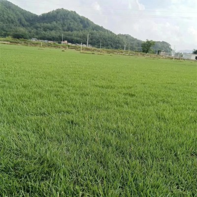 中山草皮碧绿的草坪覆盖各种场所