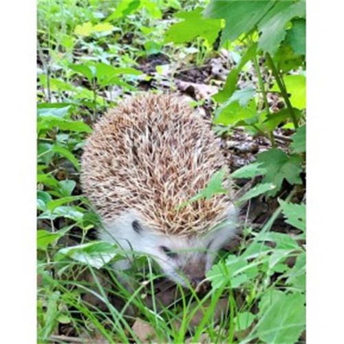 刺猬养殖基地刺猬养殖厂