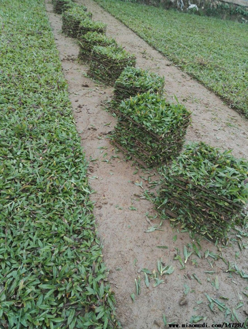 海口草皮基地批发-- 海南园林绿化草皮苗木