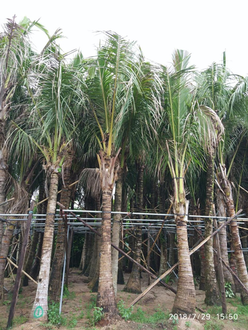 海南椰子树种植基地-- 海南园林绿化草皮苗木
