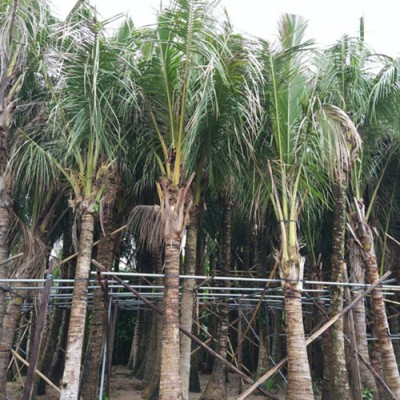 海南椰子树种植基地