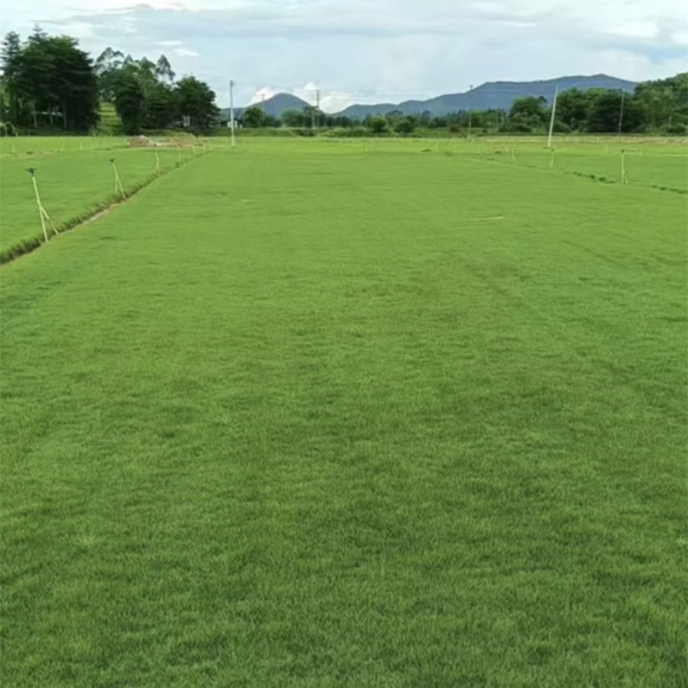 草皮的种植管理技术，如何修剪和施肥！-- 广东成业草皮基地