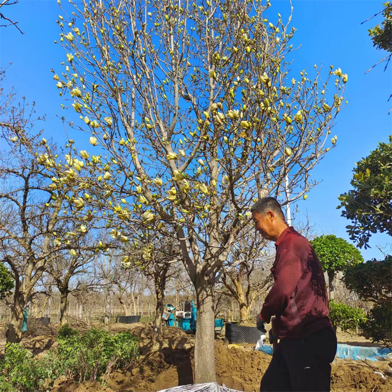 北京果树基地的种植宝典