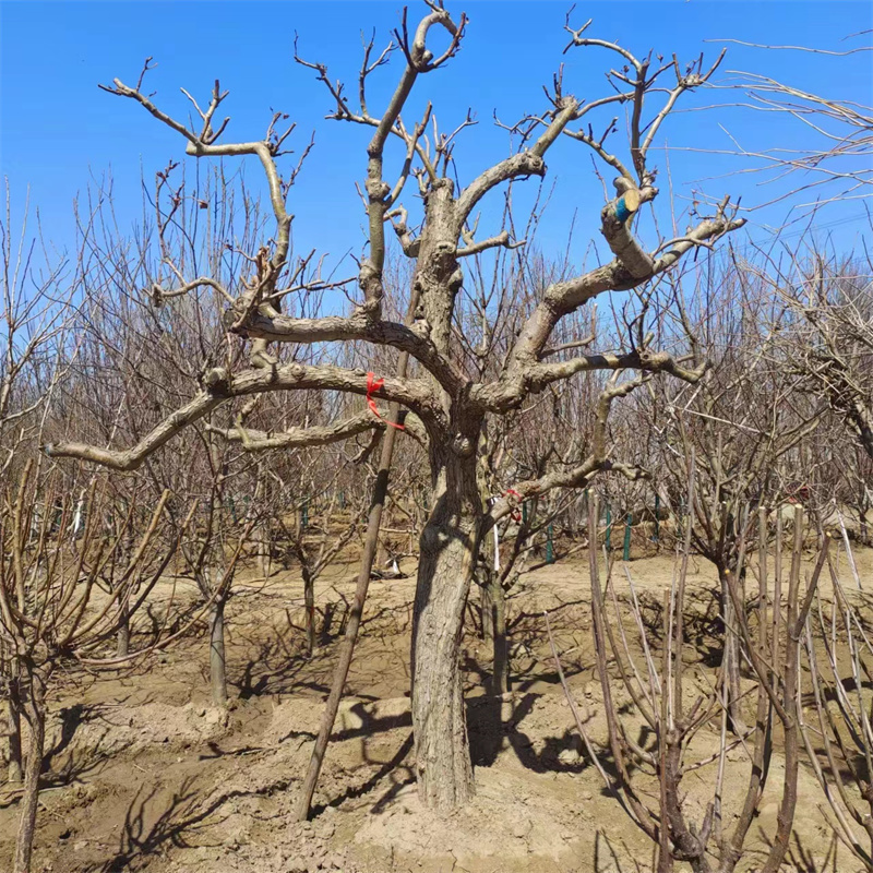 影响北京果树种植成活率的关键因素