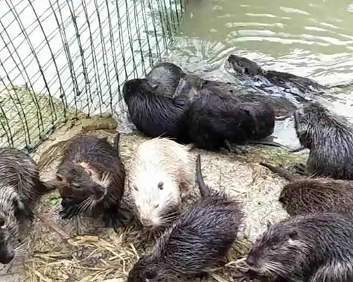 贵州海狸鼠在野外主要吃些什么植物呢