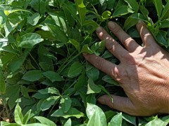 广西三叉苦药材植物学史