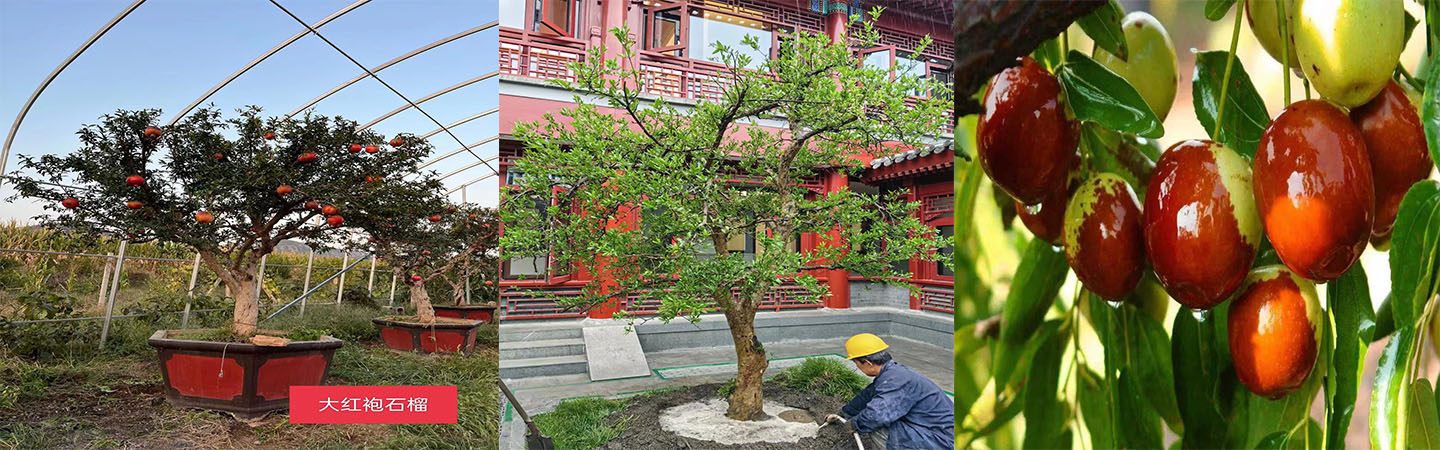 北京大兴果树基地