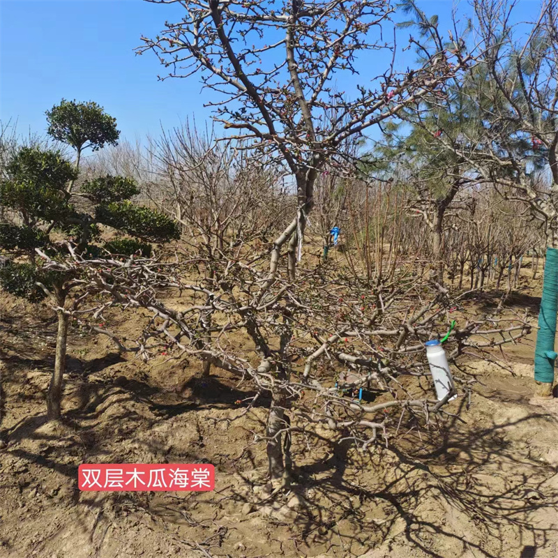 北京海棠种植指南，注意事项一览