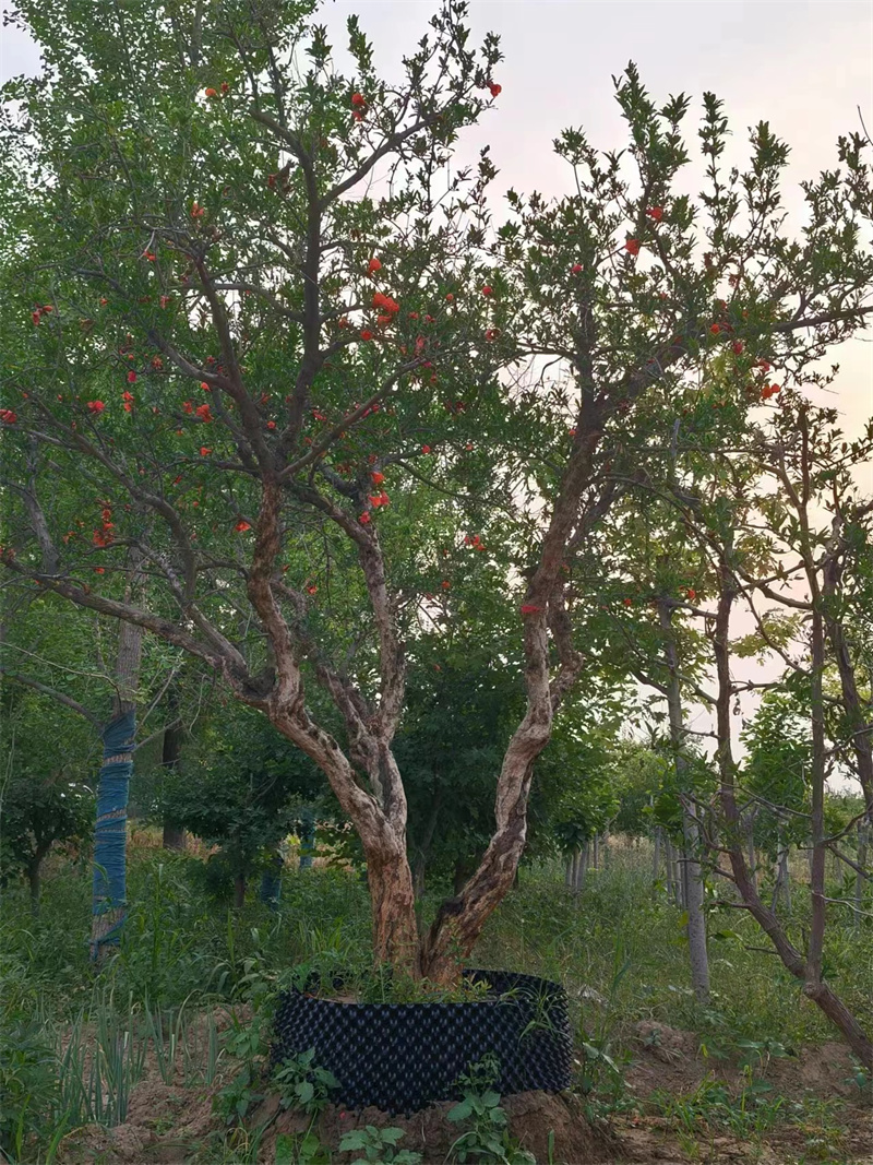 北京苹果苗的种植知识你了解多少