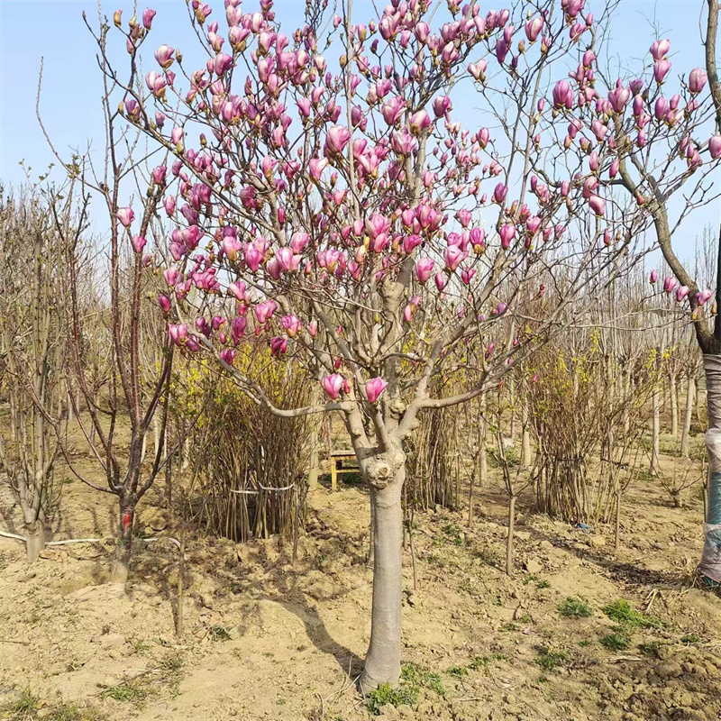 北京桃树苗选购指南，注意这些关键因素确保种植成功