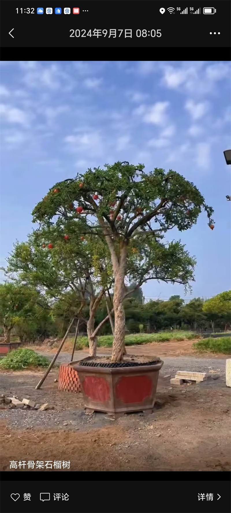 北京石榴树栽培，经济价值的探讨-- 北京宏伟果树苗木基地