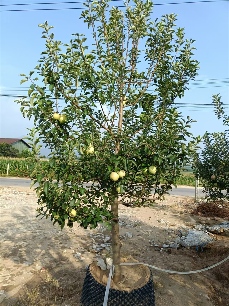 北京苹果树，城市中的自然绿洲