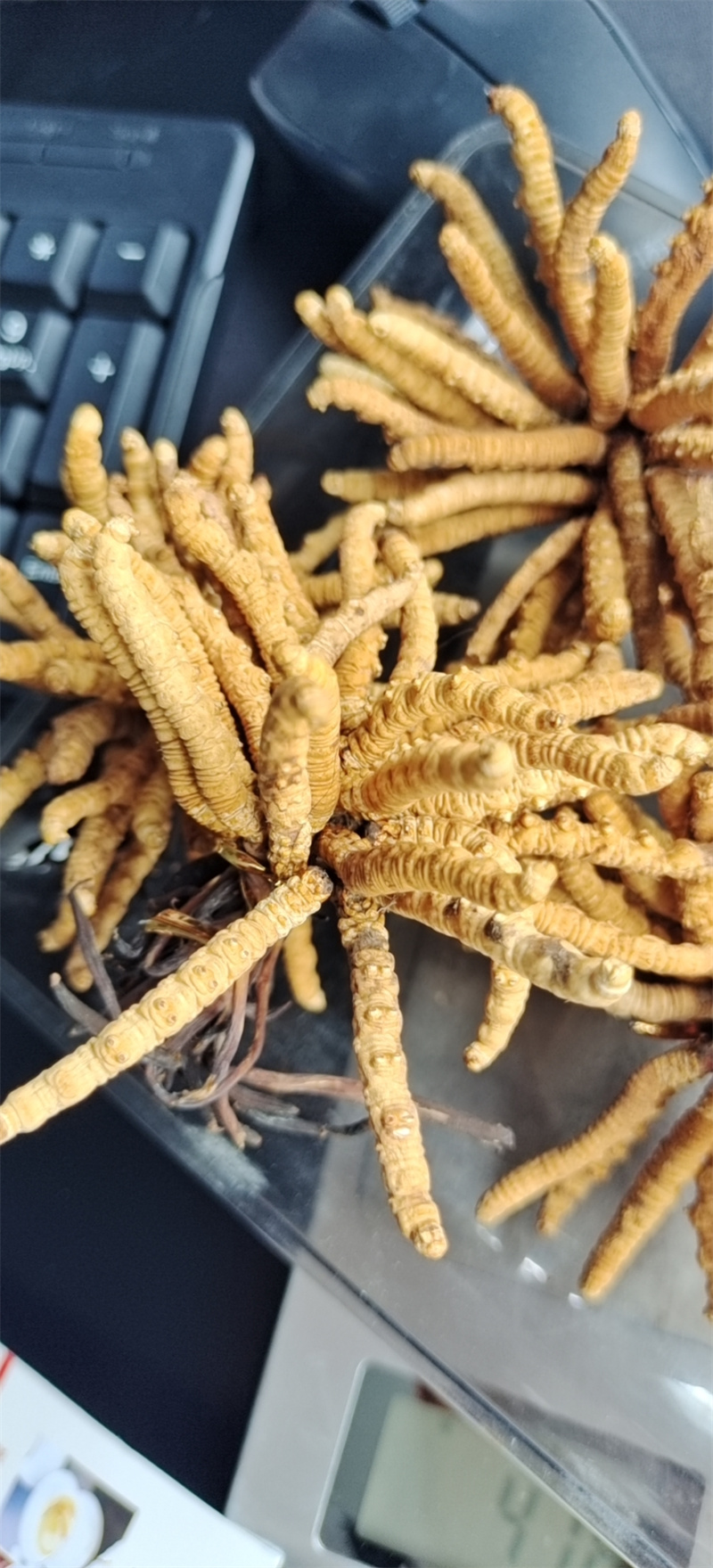 教你如何储藏及食用冬虫夏草，几点实用技巧