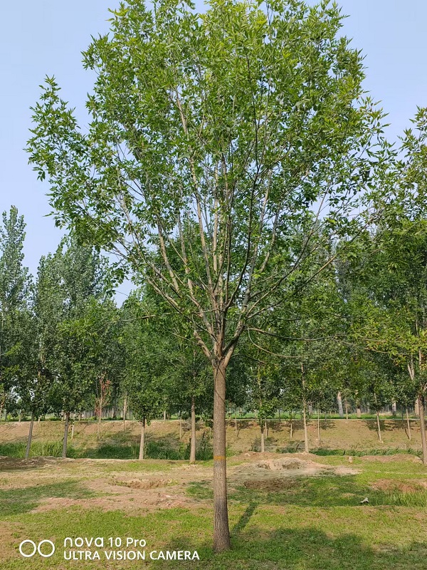 山东速生白蜡种植基地