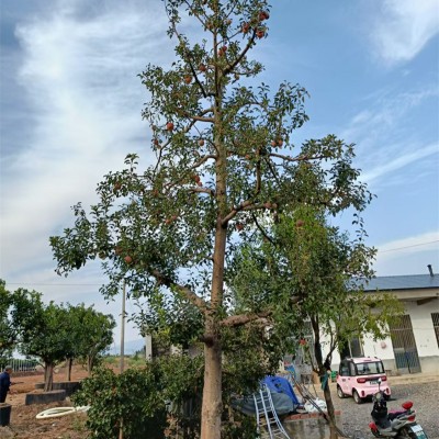 北京苹果树，都市绿洲中的自然印记