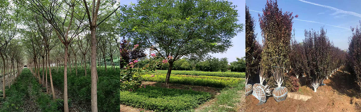 陕西景盛苗圃基地