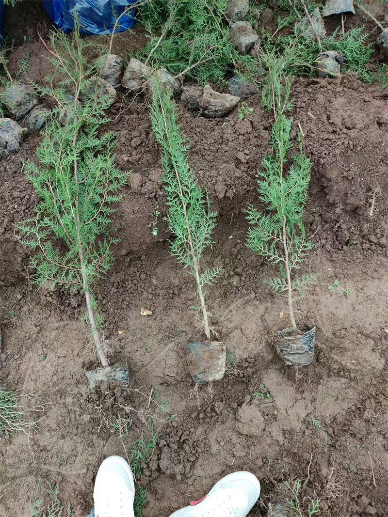 陕西苗圃基地日常事项