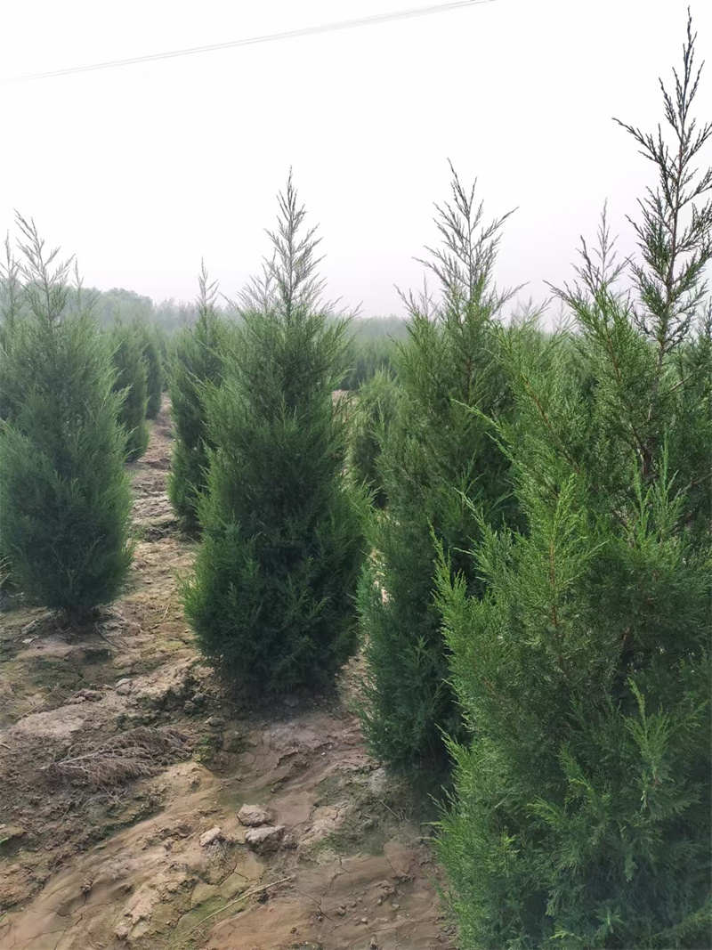 陕西苗圃灌木品种修剪时需注意的几点