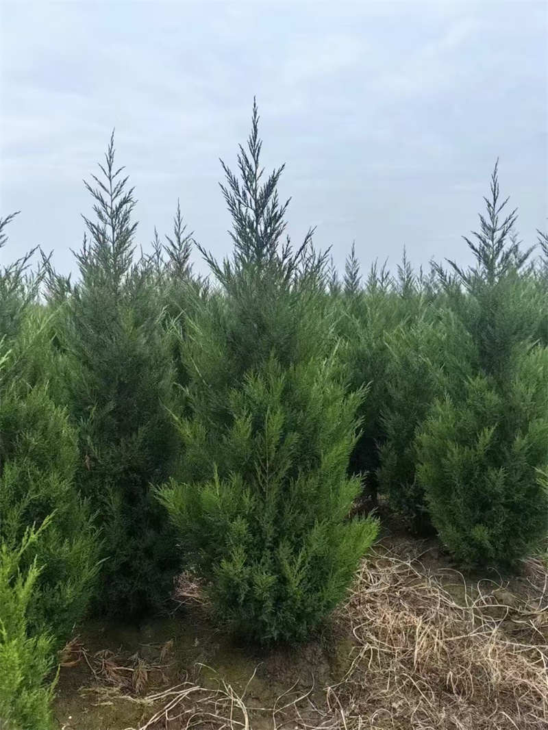 陕西苗木种植的环境有哪些要求