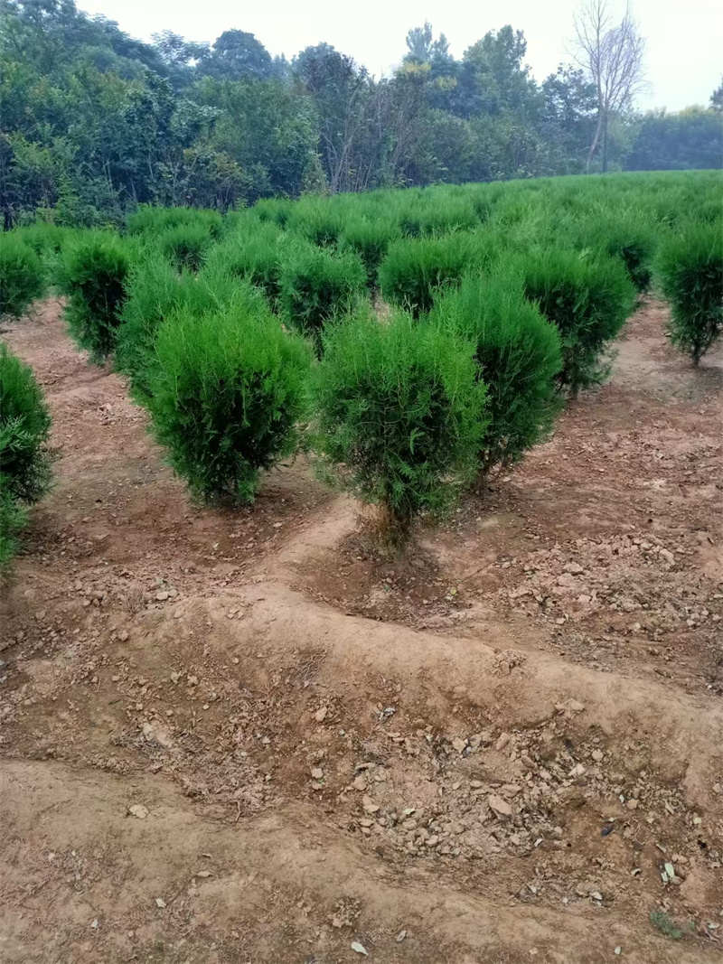 陕西绿化，绘就生活绿意盎然