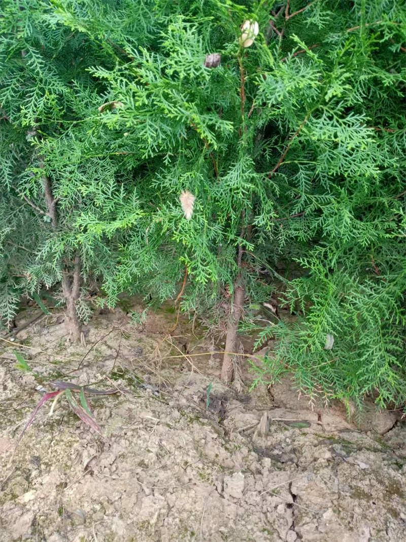 陕西苗圃幼苗移植技巧全解析