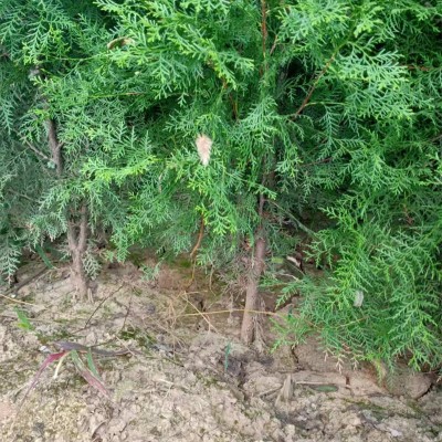 陕西苗圃幼苗移植技巧全解析